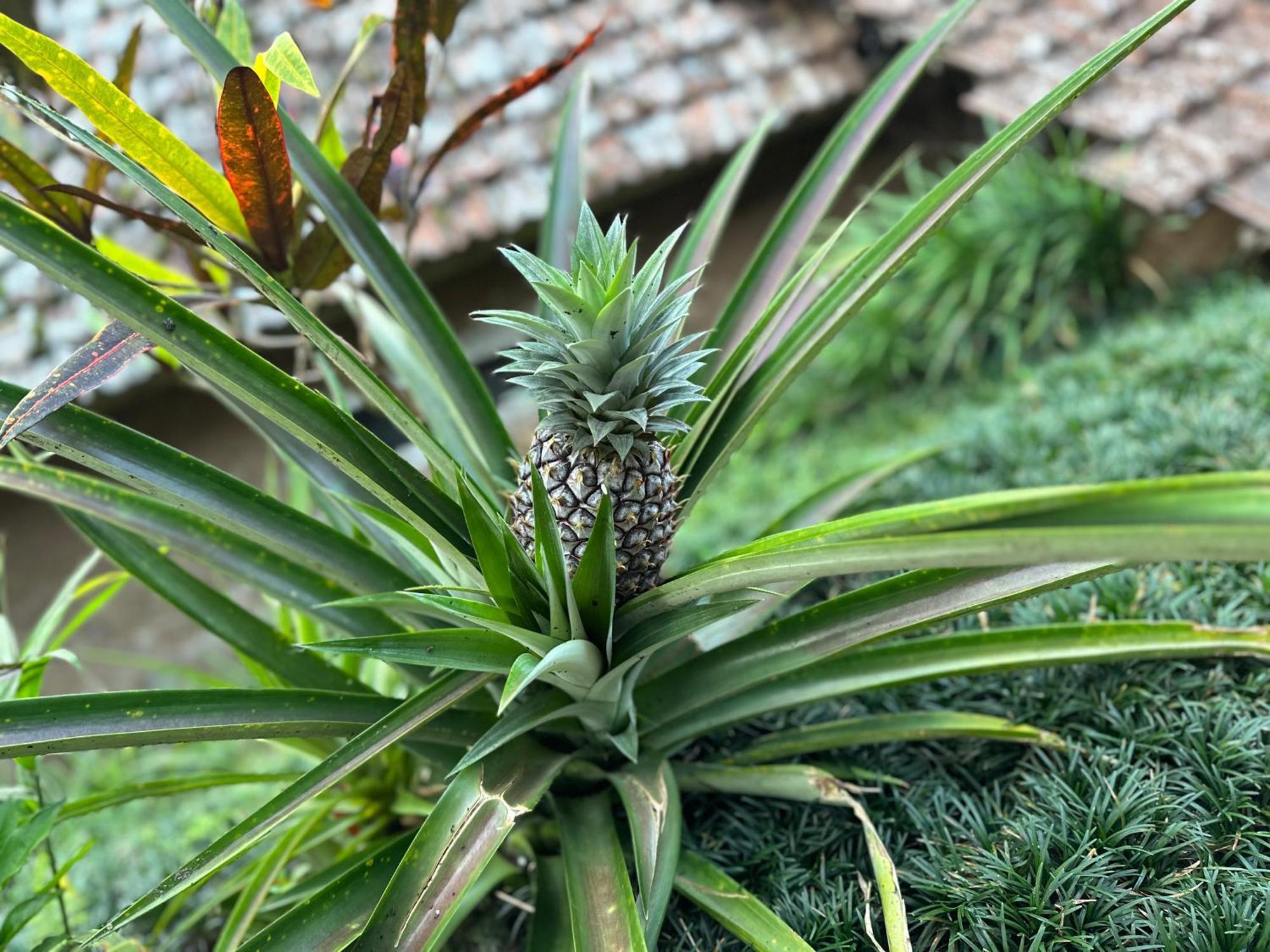 Vila Oemah Tepi Sawah Jatiluwih Exteriér fotografie